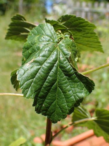 Réf. 262 462 : Aphis schneideri